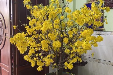 mai tàng thông