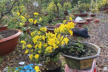 mai bonsai dáng thác đổ