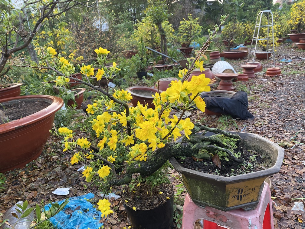 mai bonsai dáng thác đổ