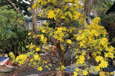 mai bonsai đẹp