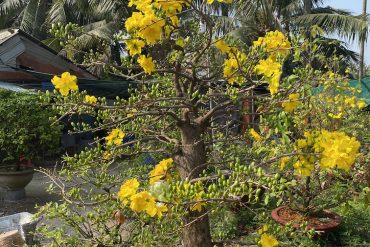 mai bonsai đẹp