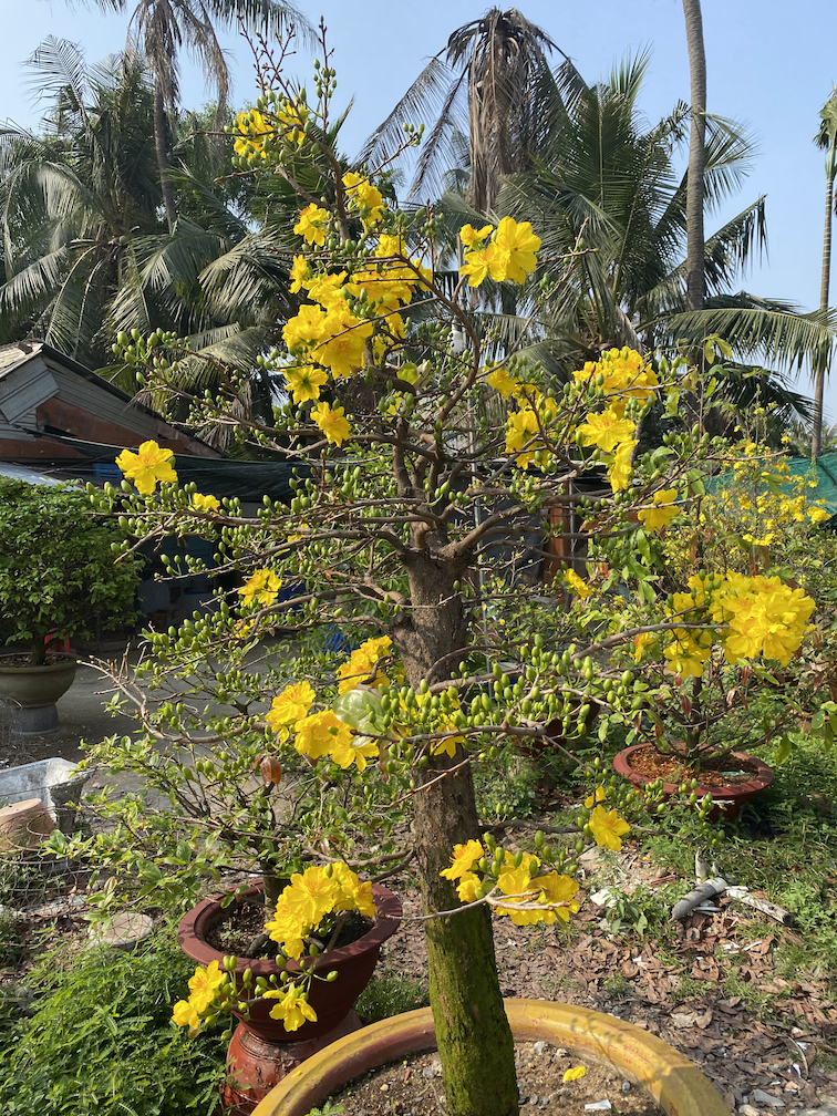 mai bonsai đẹp