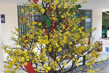 mai bonsai đẹp