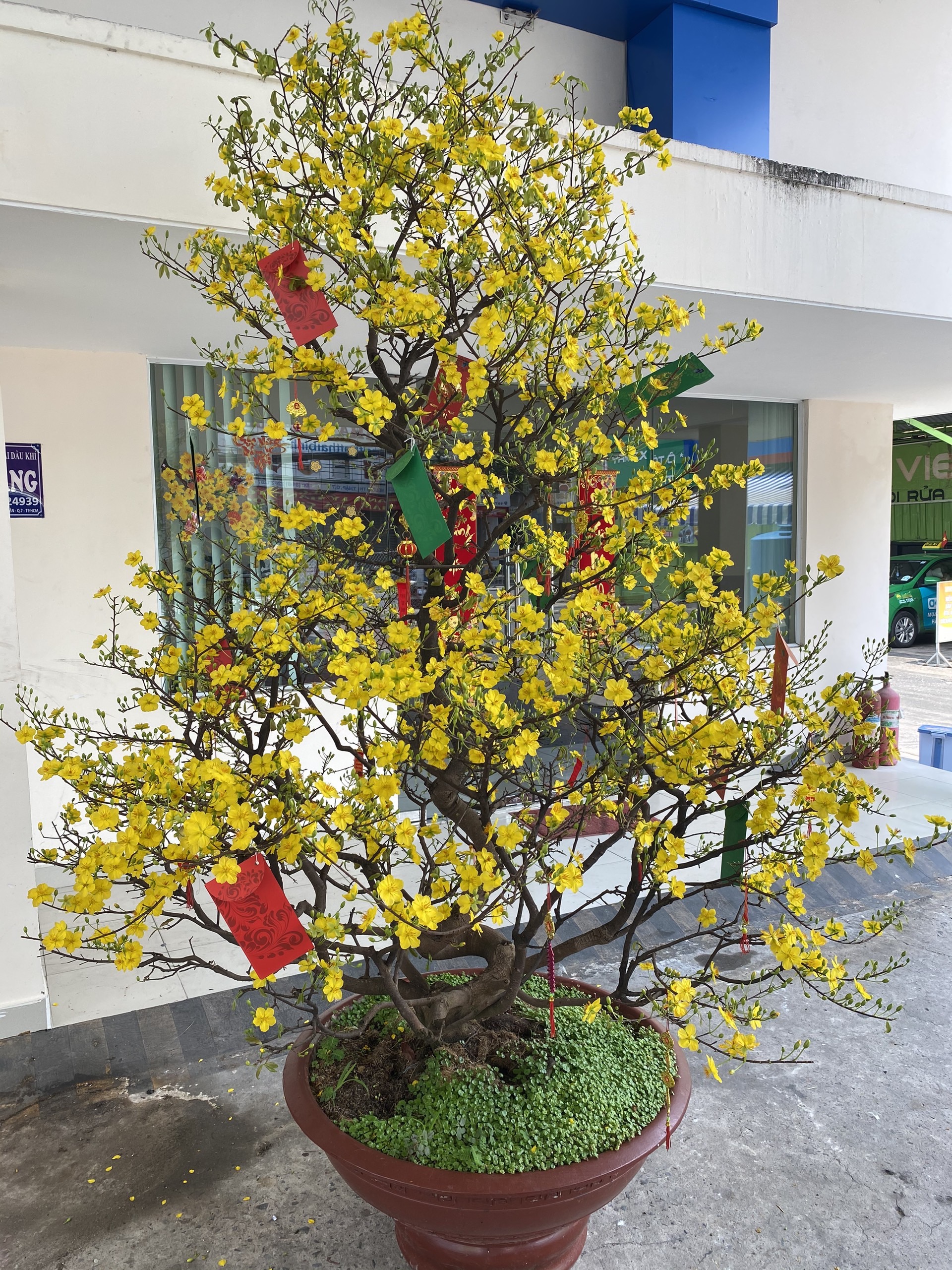 mai bonsai đẹp