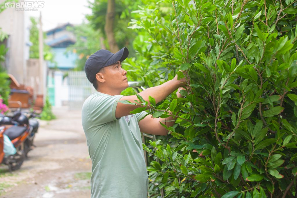 cắt tỉa uốn nhánh mai tết