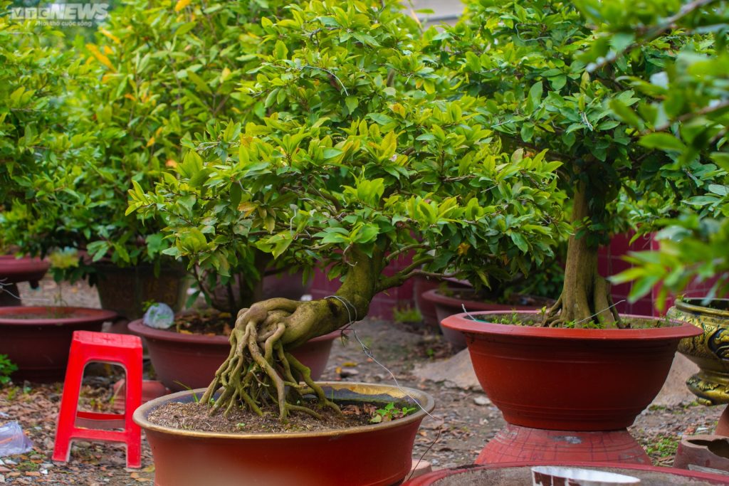 mai bonsai đẹp 2023