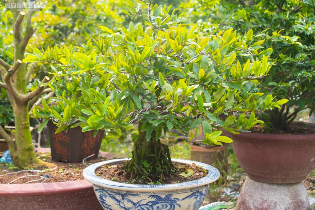 những chậu mai tết đẹp 2023