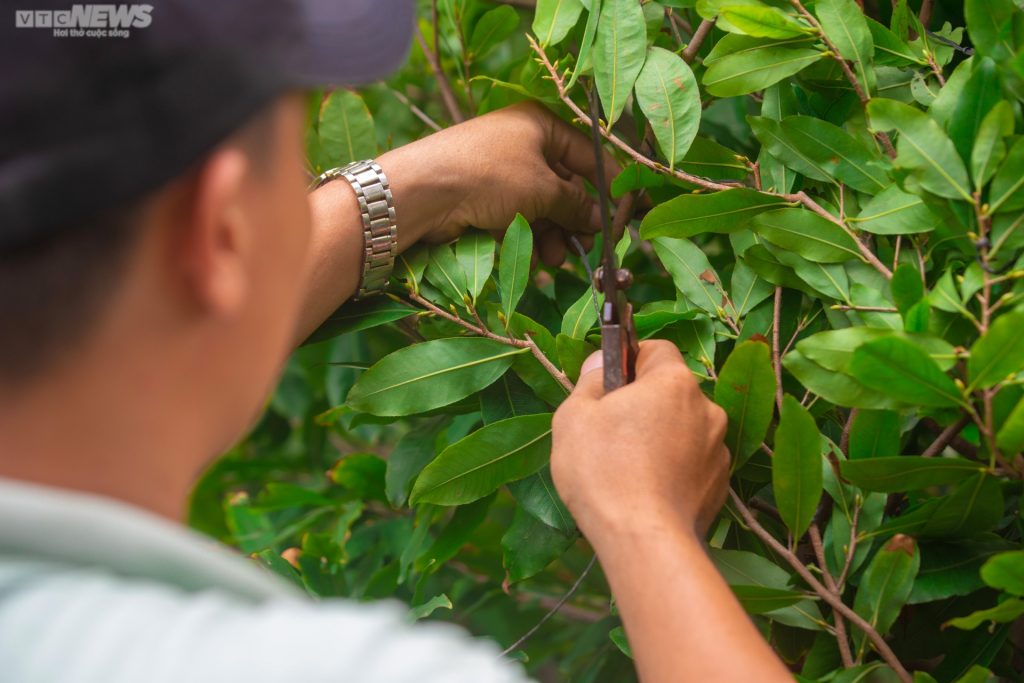 tỉa nhánh mai tết 2023