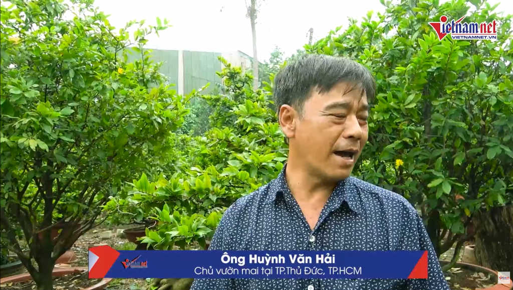 Chủ vườn mai khó khăn vì thời tiết thất thường, bão giá cận Tết