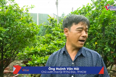 Chủ vườn mai khó khăn vì thời tiết thất thường, bão giá cận Tết