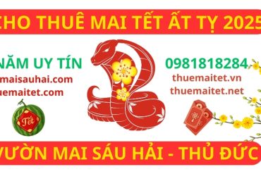 mai-vang-thue-tet-2025.jpg